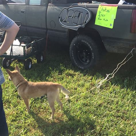 I live in southeastern Indiana and used to go years ago go to all of the animal swaps and auction's but now I am kinda out of the loop. . Wolf lake swap meet